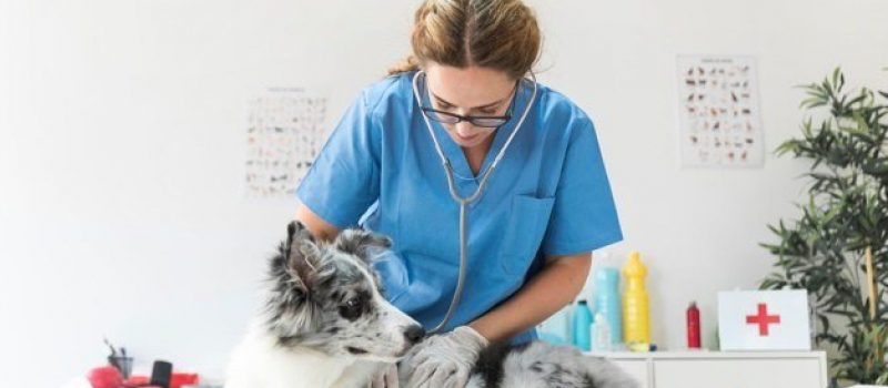 veterinarian-checking-dog-with-stethoscope-table-vet-clinic_23-2147928421